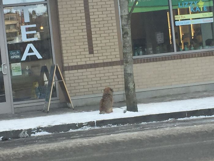 Lizzy Kate Tea Shop, Kirkland Wa. Some Human Piece Of Garbage Just Leaves Their Dog Out In Below Freezing Temperatures For 45 Minutes. The Dog Was Whimpering When I Walked By. I’m Livid Dude