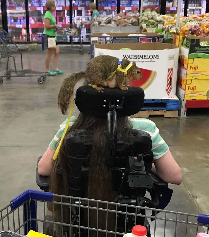 This Fat Squirrel Is A Service Animal