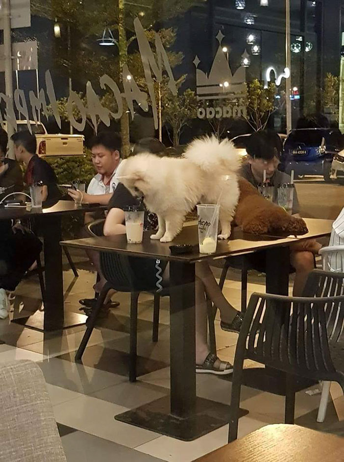 Dog Owners Who Think This Is Ok In A Restaurant