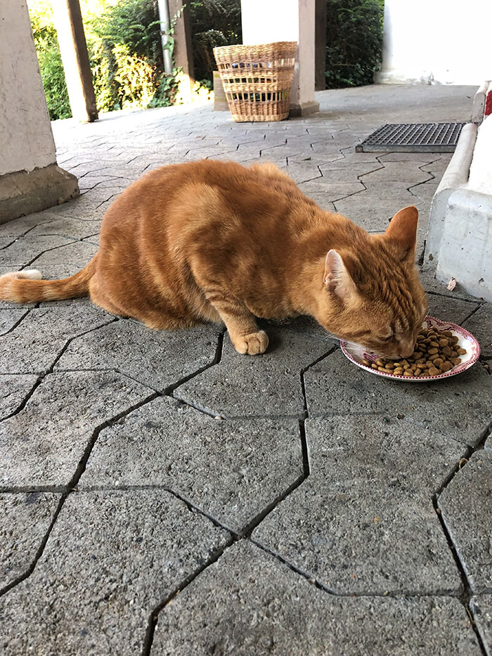 My Neighbors Moved Without Taking Their Cat With Them