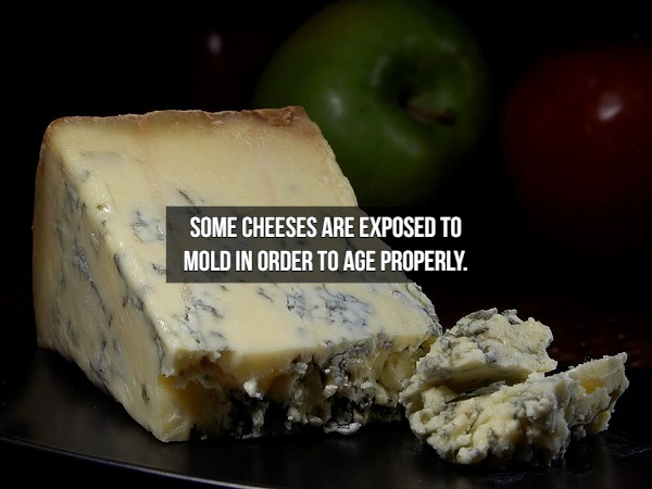 weird types of cheese - Some Cheeses Are Exposed To Mold In Order To Age Properly.