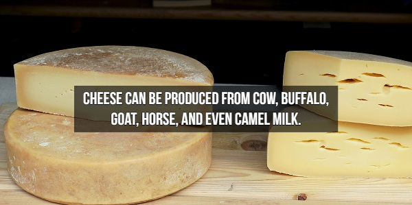 cheese a loaf of milk - Cheese Can Be Produced From Cow, Buffalo, Goat, Horse, And Even Camel Milk.