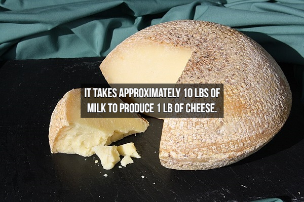 ewe milk cheese - 'It Takes Approximately 10 Lbs Of Milk To Produce 1 Lb Of Cheese.