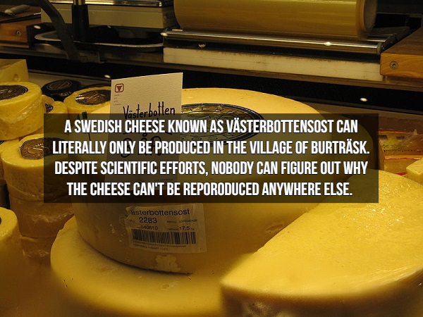 västerbotten cheese - Vaterbotten A Swedish Cheese Known As Vsterbottensost Can Literally Only Be Produced In The Village Of Burtrsk. Despite Scientific Efforts, Nobody Can Figure Out Why The Cheese Can'T Be Reporoduced Anywhere Else. sterbottensost 2283 