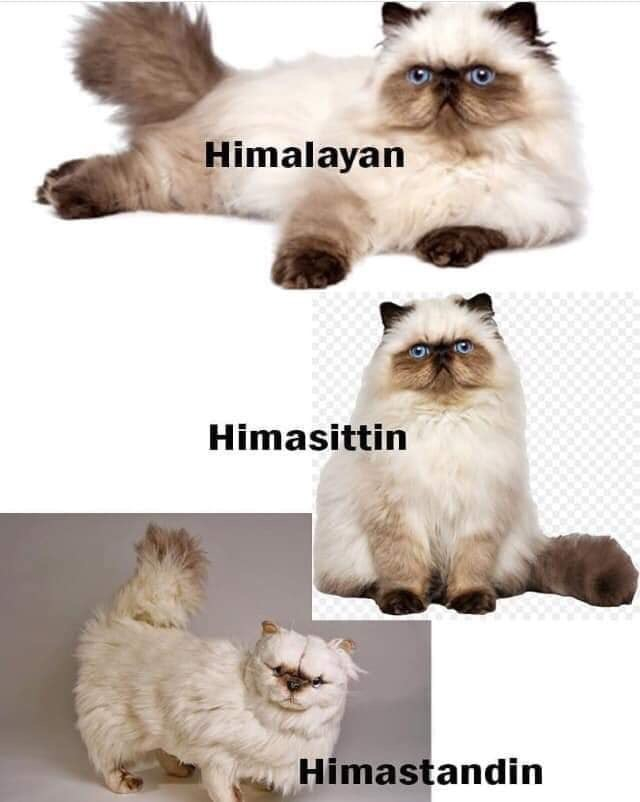 himalayan cat