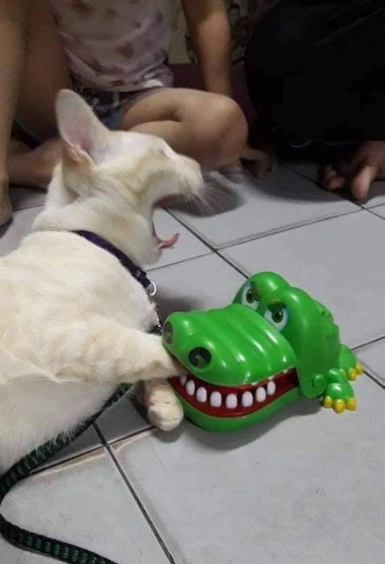 crocodile dentist cat meme