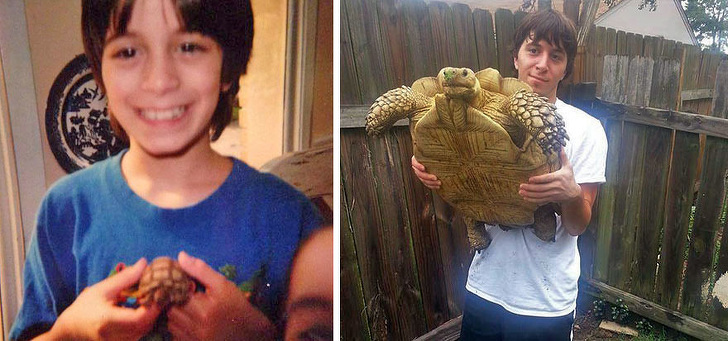 change over time pet tortoise before and after