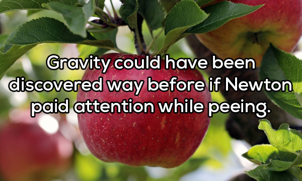 fruit plants and trees - Gravity could have been discovered way before if Newton paid attention while peeing.