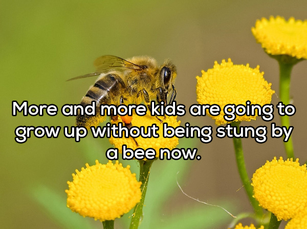 bee community - More and more kids are going to grow up without being stung by a bee now.