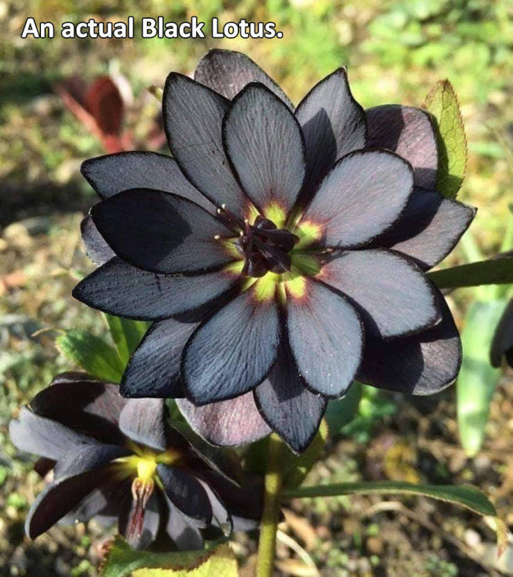 black lotus blooming - An actual Black Lotus.