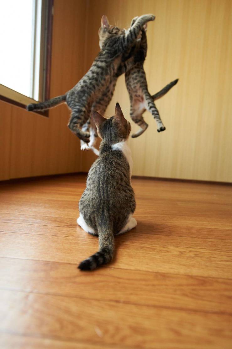 cat martial arts