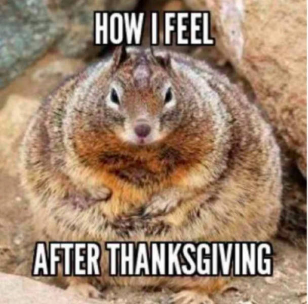 fat squirrel - How I Feel After Thanksgiving