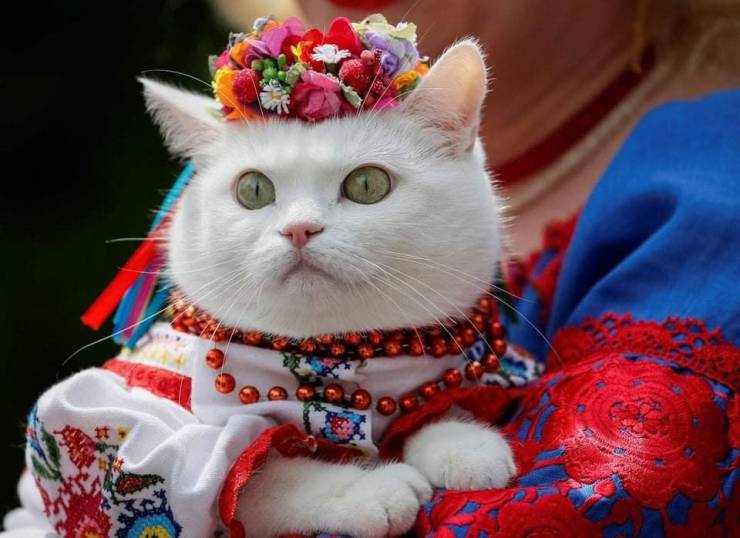 ukraine cat