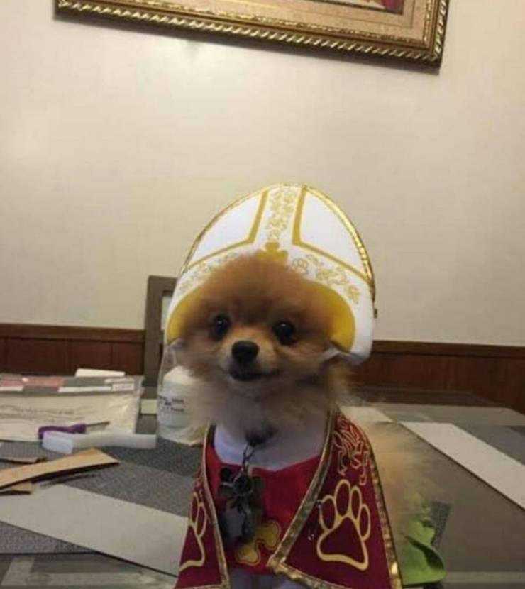 holy doggo