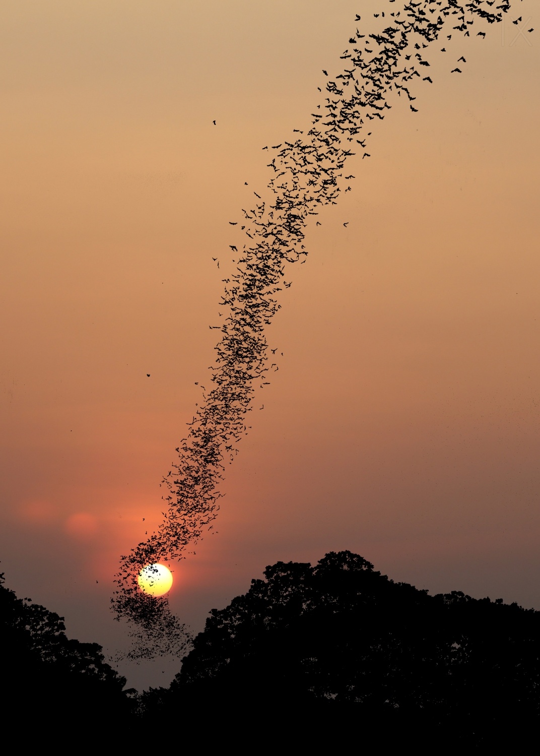 bats swarm at sunset - Bana Pan Arl h , K