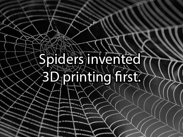 spider making a web - Belgique Spiders invented 3D printing first. Bulgur Gurborg Escogg Green Mas