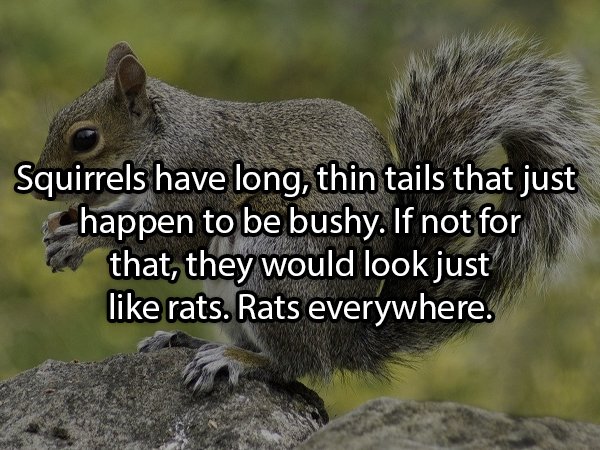 squirrel free - Squirrels have long, thin tails that just happen to be bushy. If not for that, they would look just rats. Rats everywhere.