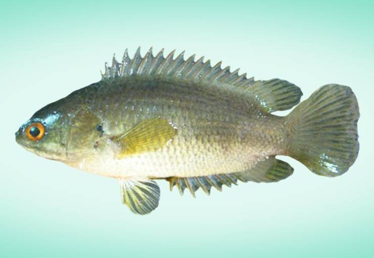 koi fish bangladesh