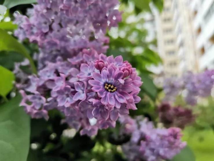 Unusual lilac flowers