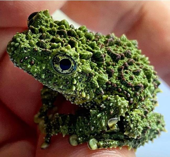 vietnamese mossy frogs