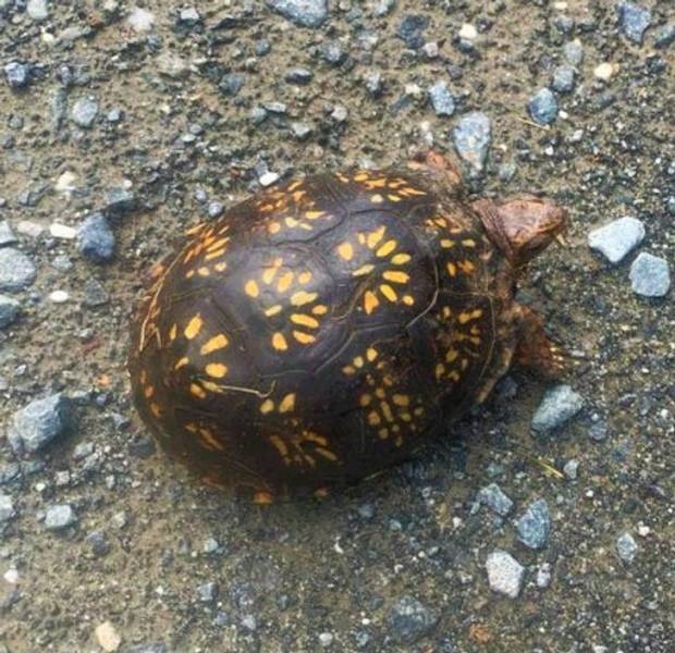 The unique pattern on this turtle