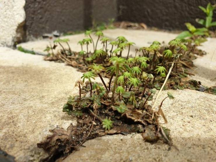 “These tiny weeds in my garden look like a desert oasis.”