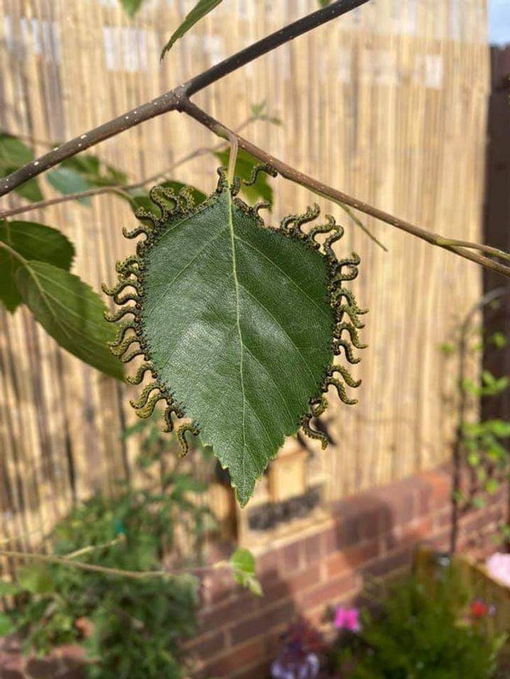 “The way these caterpillars are eating this leaf”