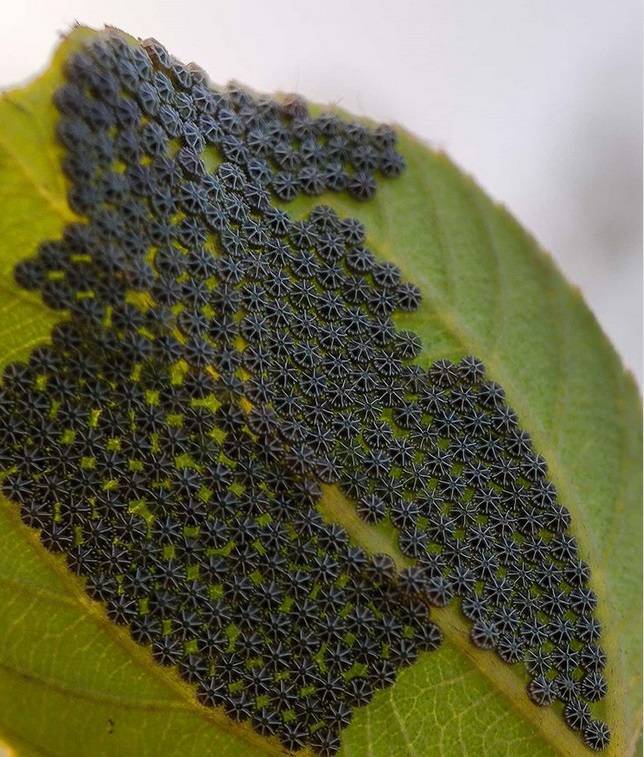 Butterfly eggs look like little mechanical parts close up.