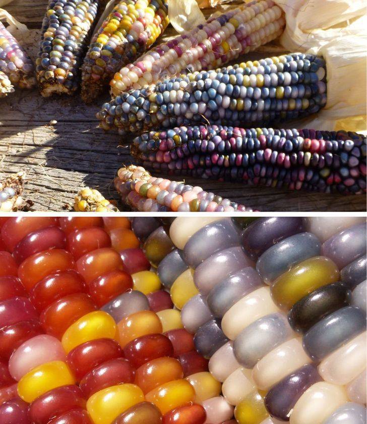 Jewel-colored corn created by crossing several varieties of corn over the years
