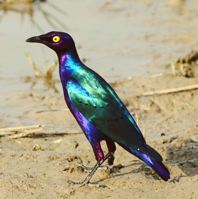 This holographic bird that looks prehistoric