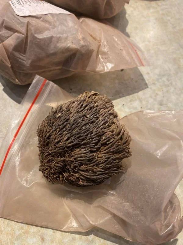 I got a bag containing 6 of these from China. I have no idea why! What are they?Rose of Jericho (Resurrection Plant, Dinosaur Plant, Jericho Rose)