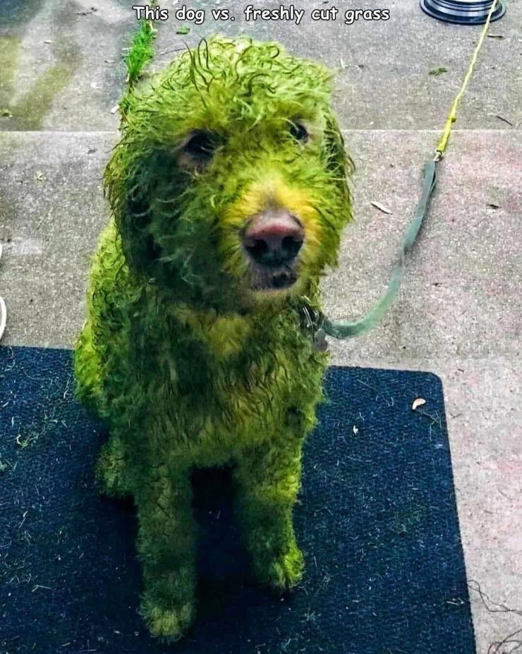 funny pics - green dog rolls in grass - This dog vs. freshly cut grass