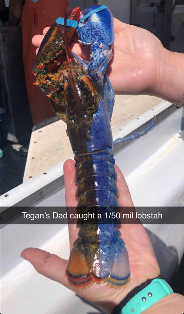 arm - Tegan's Dad caught a 150 mil lobstah