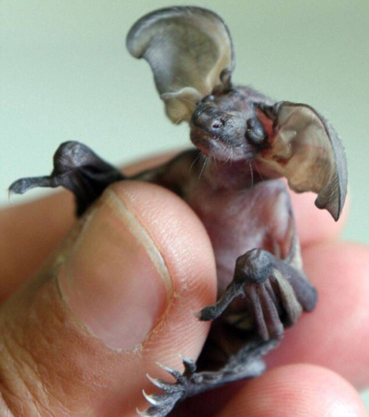 goblin bat