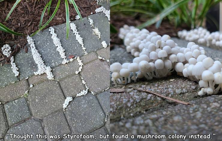grass - "Thought this was Styrofoam, but found a mushroom colony instead."