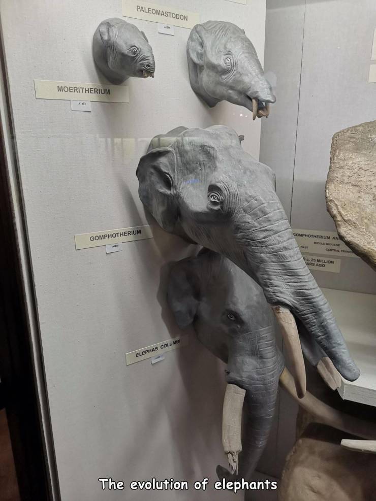 fauna - Paleomastodon Moeritherium A1 Somphotherium An Gomphotherium 9.25 Million Ars Ago Elephas Columbi The evolution of elephants