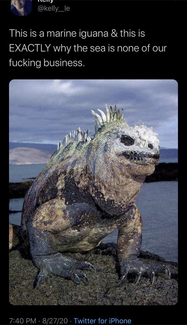 marine iguana - This is a marine iguana & this is Exactly why the sea is none of our fucking business. 82720 Twitter for iPhone