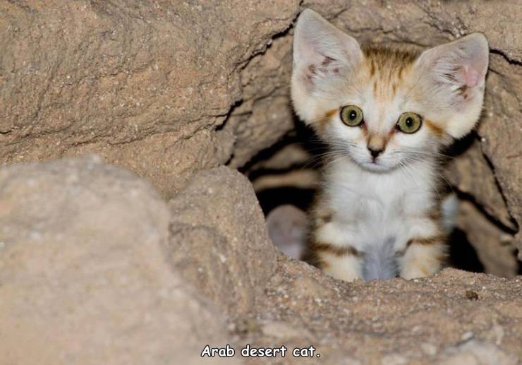 funny random pics - sand cat - Arab desert cat.