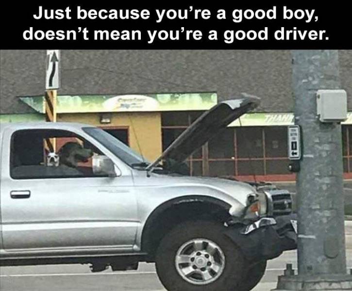 Just because you're a good boy, doesn't mean you're a good driver. 0