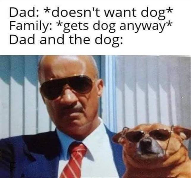dad doesn t want dog meme - Dad doesn't want dog Family gets dog anyway Dad and the dog