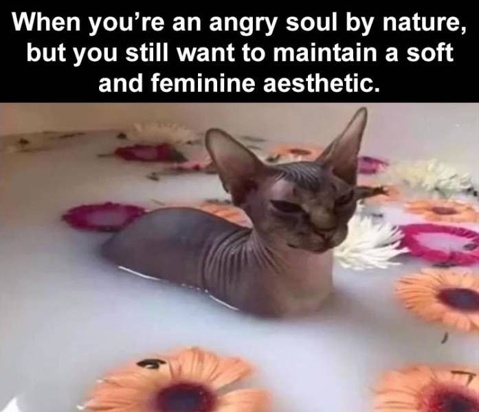 cat in milk bath - When you're an angry soul by nature, but you still want to maintain a soft and feminine aesthetic.