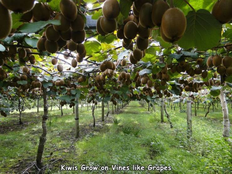 kiwi plant - Kiwis Grow on Vines Grapes