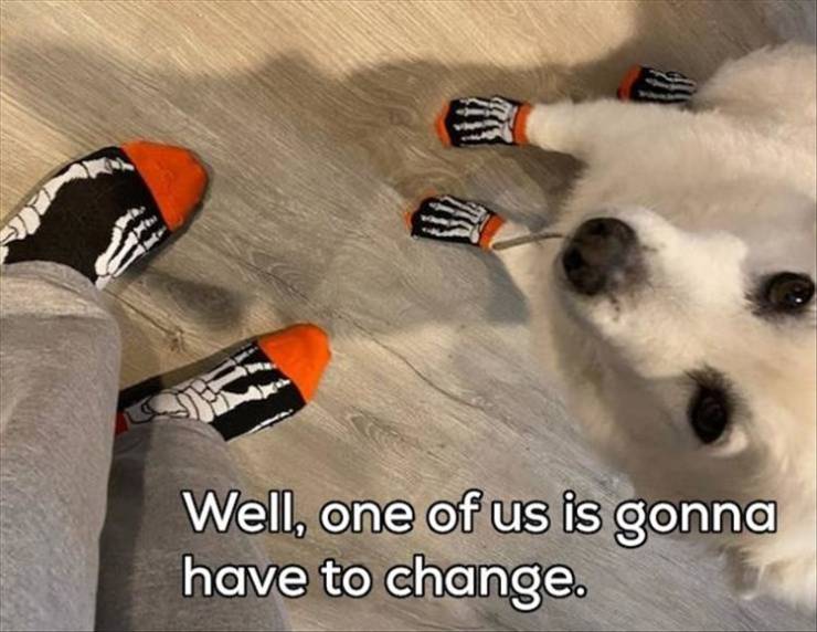 funny memes - Well, one of us is gonna have to change. dog socks
