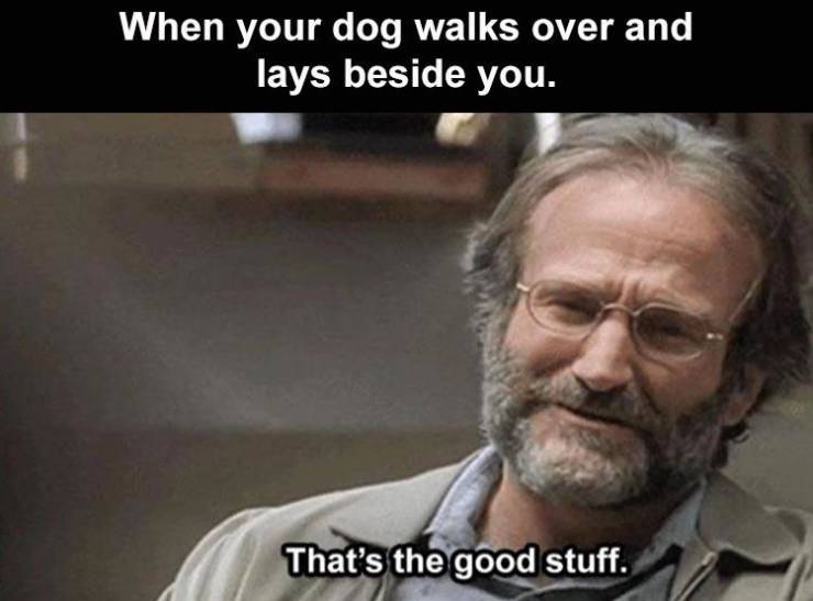 funny memes - When your dog walks over and lays beside you. That's the good stuff.