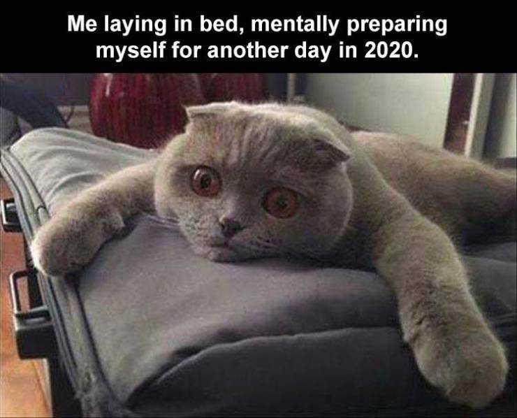 funny memes - Me laying in bed, mentally preparing myself for another day in 2020.