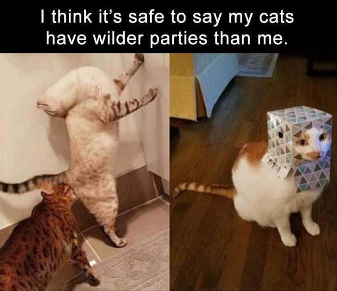 funny memes - I think it's safe to say my cats have wilder parties than me.