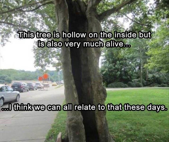 funny memes - This tree is hollow on the inside but is also very much alive... cool think we can all relate to that these days.