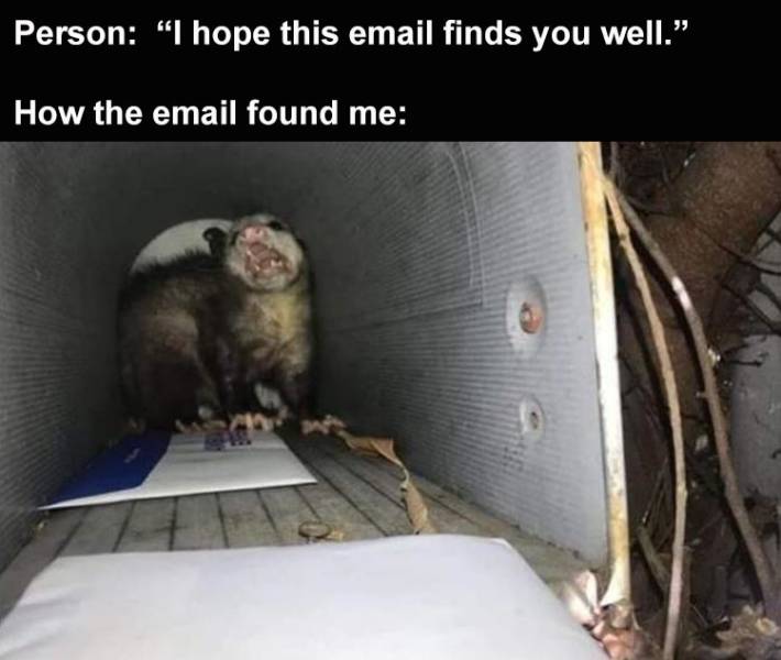 funny memes - person: I hope this email finds you well. how the email found me. opossum in mailbox