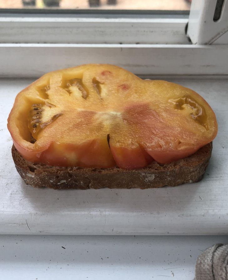 “My tomato is exactly the same size as my bread slice.”