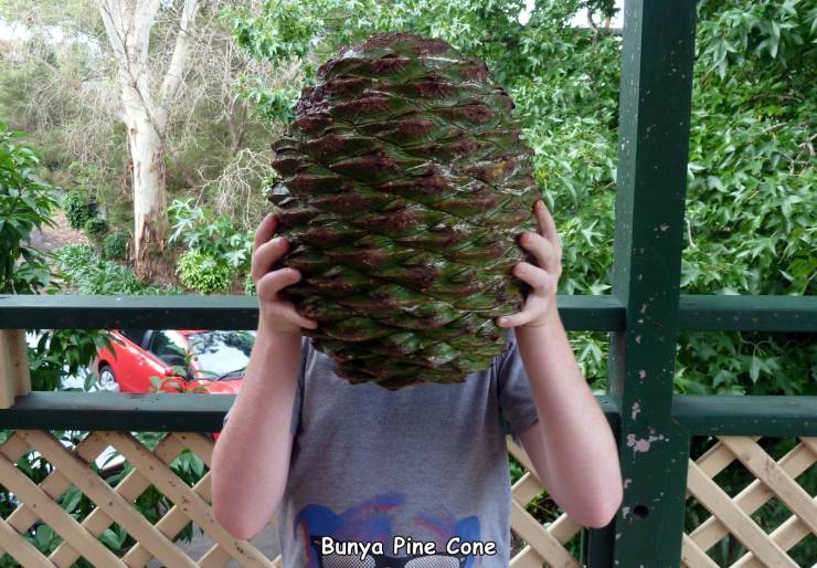 araucaria bidwillii - Bunya Pine Cone